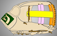 ウェブ画像Ｗ-６
