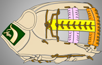 ウェブ画像Ｗ-１４